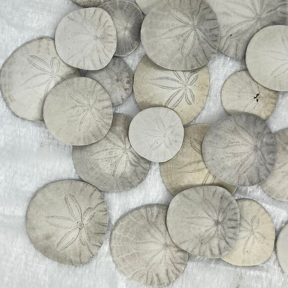 6.3oz Lot Natural Sand Dollars Craft Decor Real Beach Sea Shell Specimens Bulk - Picture 3 of 7